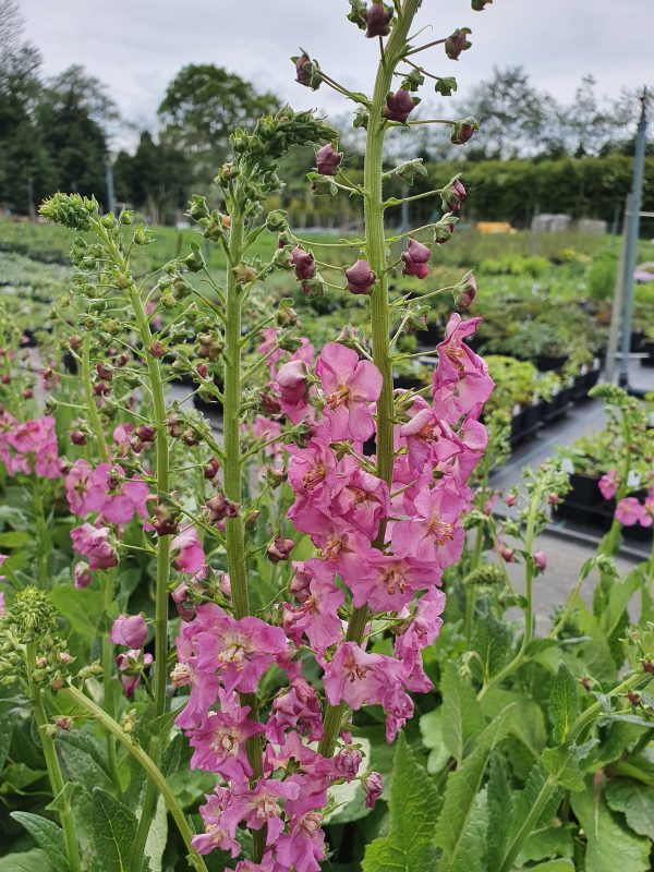 Verbascum rosetta 3