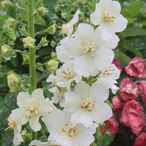 Verbascum white bride