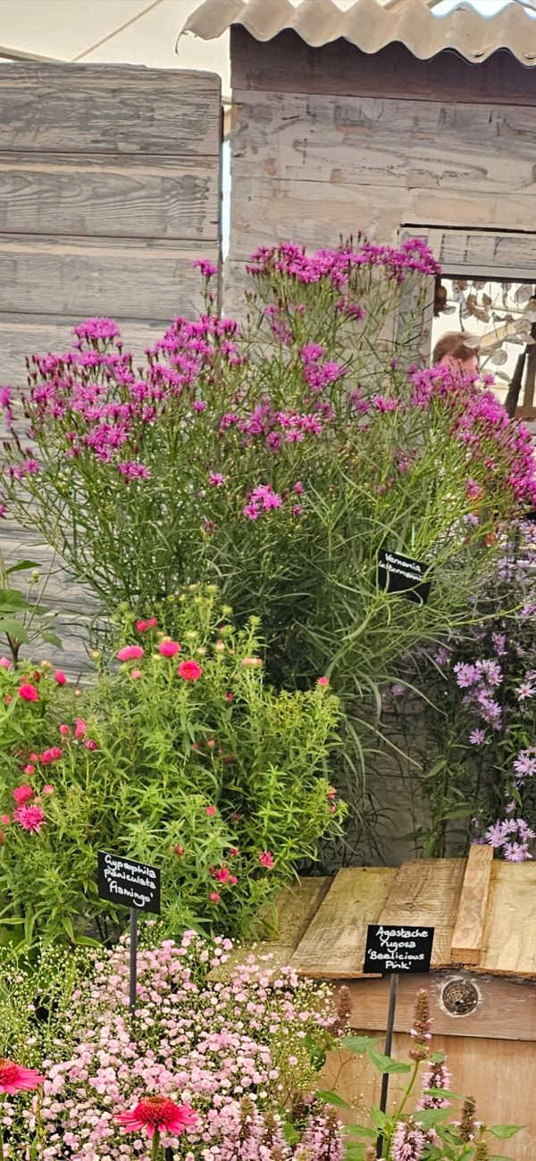 Vernonia lettermanii Vernonia lettermanii