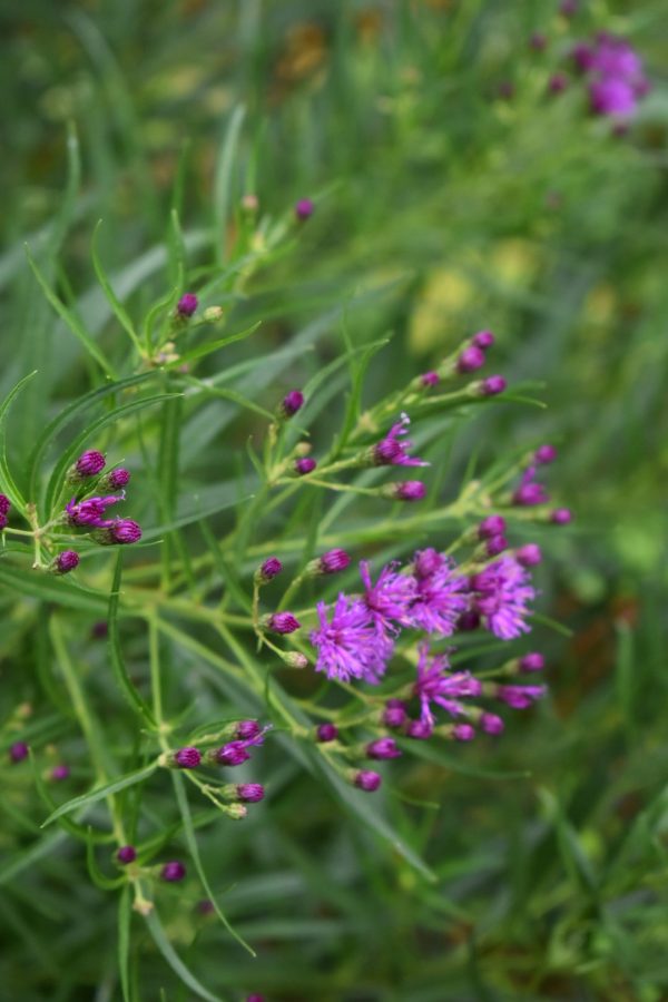 Vernonia lettermanii Vernonia lettermanii