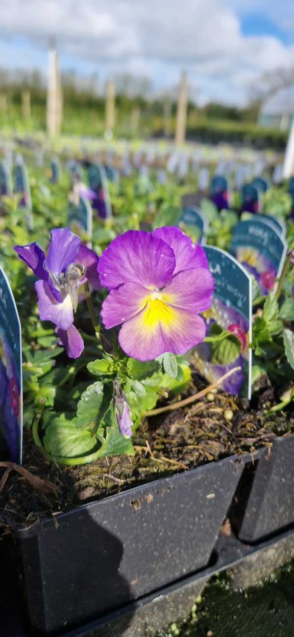 Viola 'Celestial Starry Night'