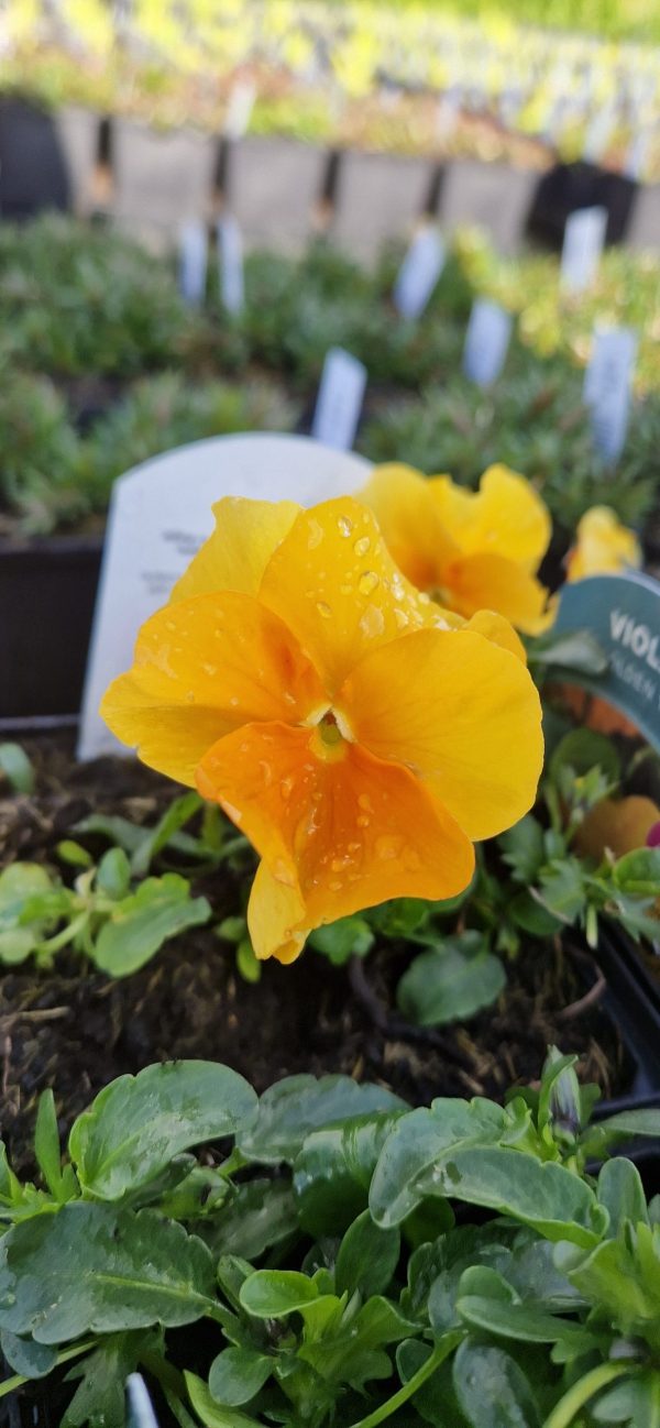 Viola ‘Halo Golden Yellow’ Viola ‘Halo Golden Yellow’