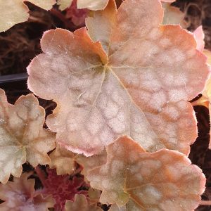 Heuchera 'Blondie'