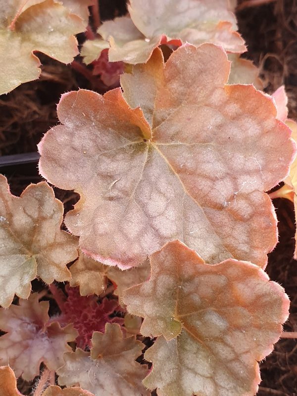 blondie Heuchera 'Blondie'