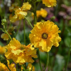 Geum 'Sunrise'