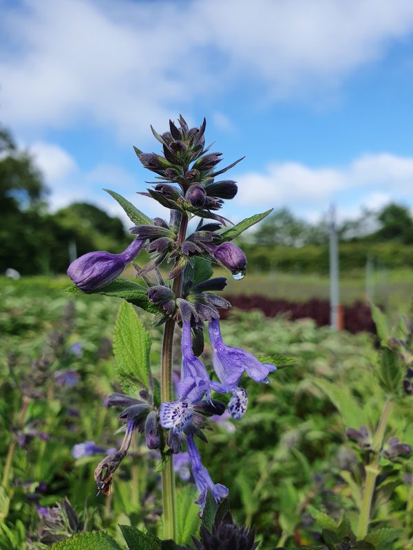 Nepeta stewartiana