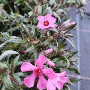 Phlox subulata 'Atropurpurea'