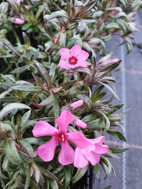 Phlox subulata 'Atropurpurea'
