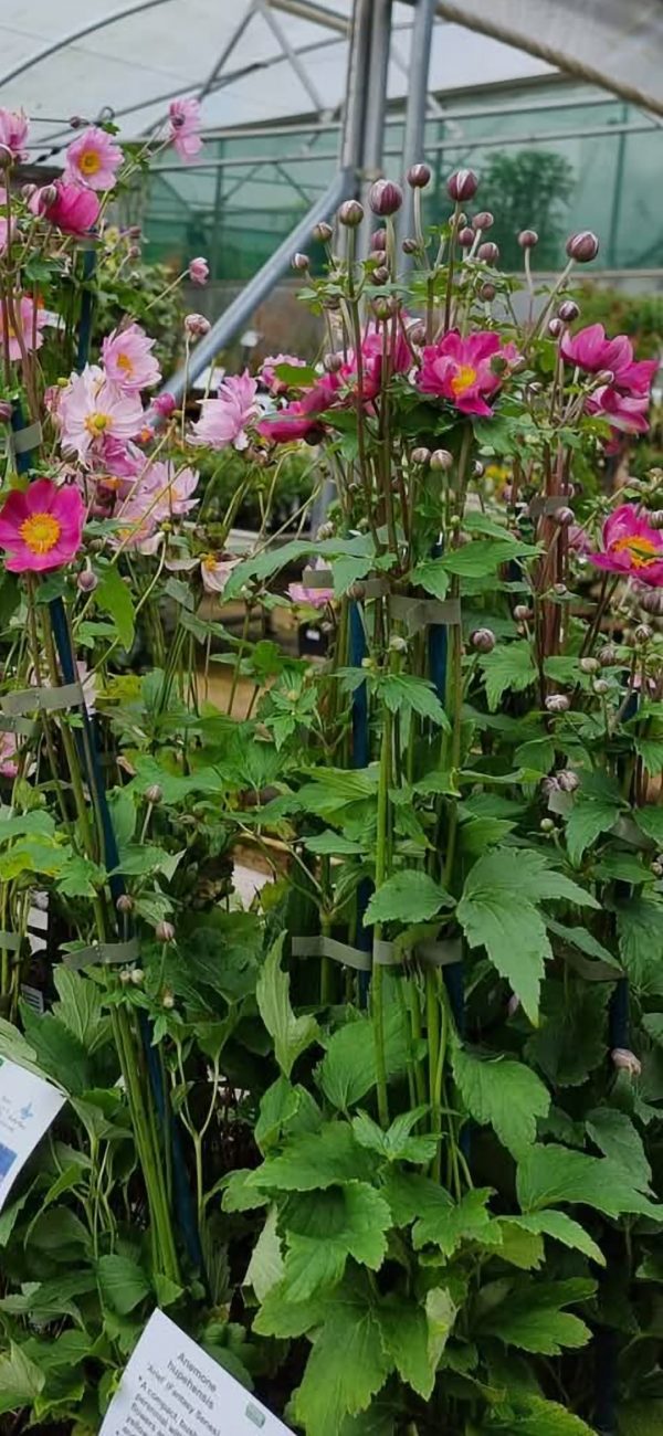 Anemone hupehensis 'Ariel'