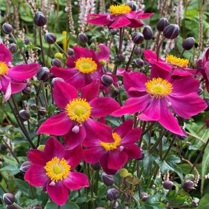 Anemone hupehensis 'Ariel'
