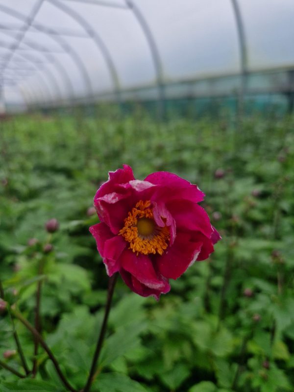 Anemone hupehensis 'Ariel' (Fantasy Series)