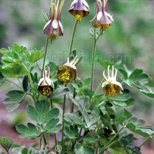 Aquilegia viridiflora 'Chocolate Soldier'