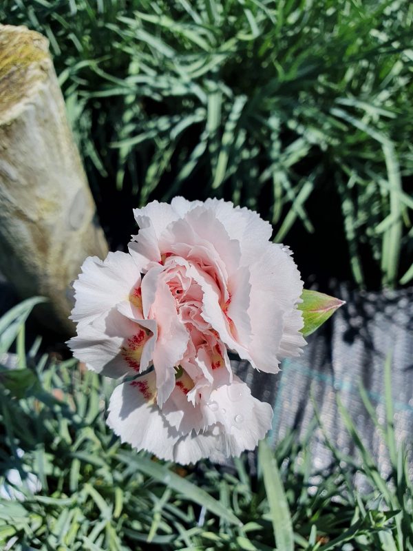 Dianthus 'Cranmere Pool'