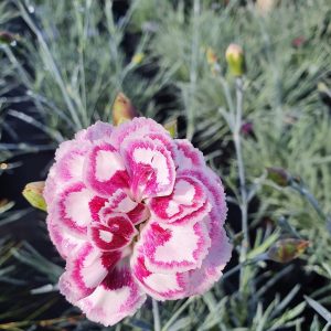Dianthus 'Gran's Favourite'
