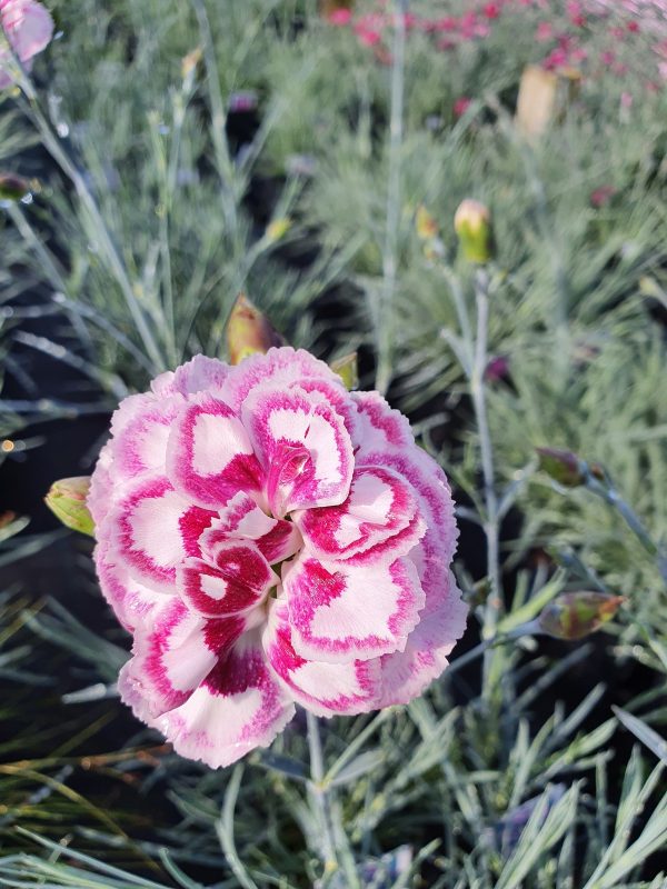 Dianthus 'Gran's Favourite'