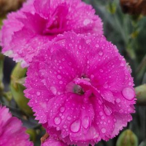 Dianthus Scent First 'Tickled Pink'
