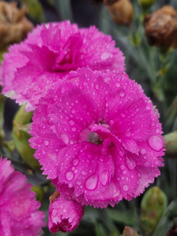 Dianthus Tickled pink Dianthus Scent First 'Tickled Pink'