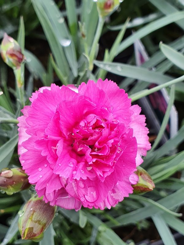 Dianthus Tickled pink