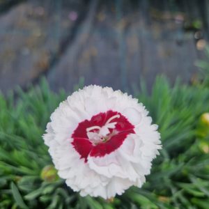 Dianthus Scent First 'Coconut Sundae'