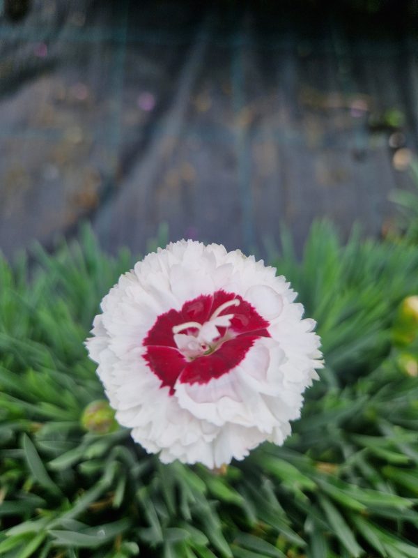 Dianthus coconut sundae Dianthus Scent First 'Coconut Sundae'