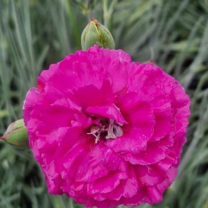 Dianthus 'Devon Wizard'