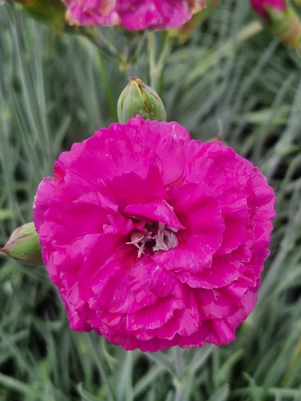 Dianthus 'Devon Wizard'