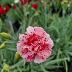 Dianthus 'Doris'