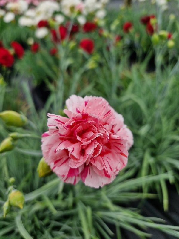 Dianthus doris Dianthus 'Doris'