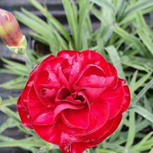 Dianthus Scent First 'Passion'