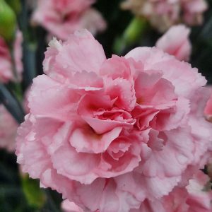 Dianthus 'Letitia Wyatt'