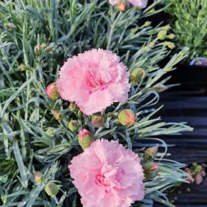 Dianthus Scent First 'Candy Floss'
