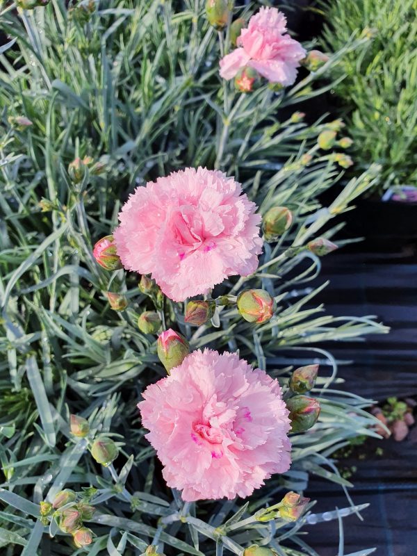Dianthus Scent First 'Candy Floss'