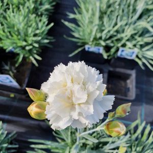 Dianthus Scent First 'Memories'