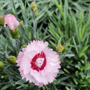 Dianthus Scent First 'Raspberry Sundae'