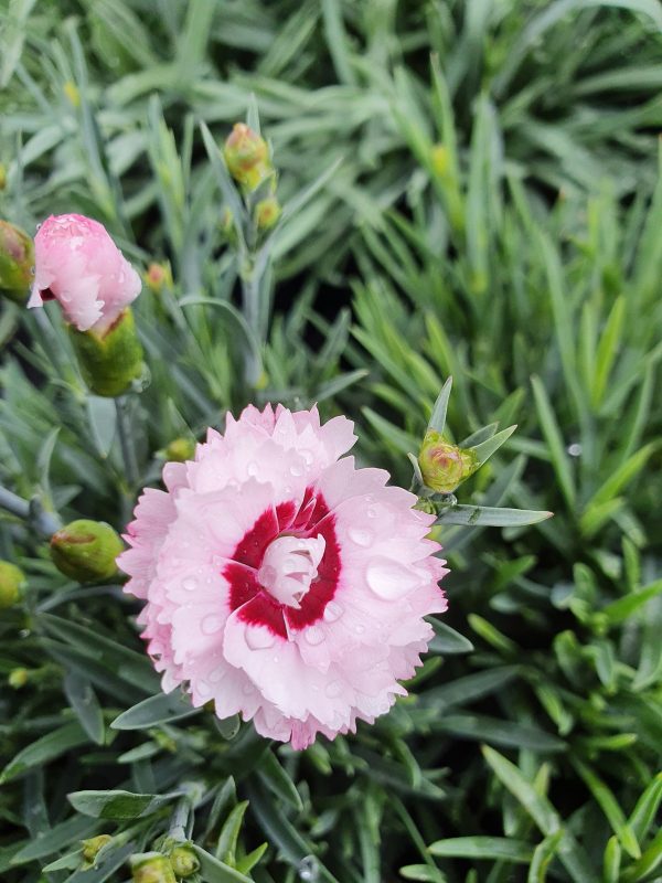 Dianthus Scent First 'Raspberry Sundae'