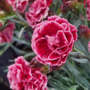 Dianthus Scent First 'Sugar Plum'