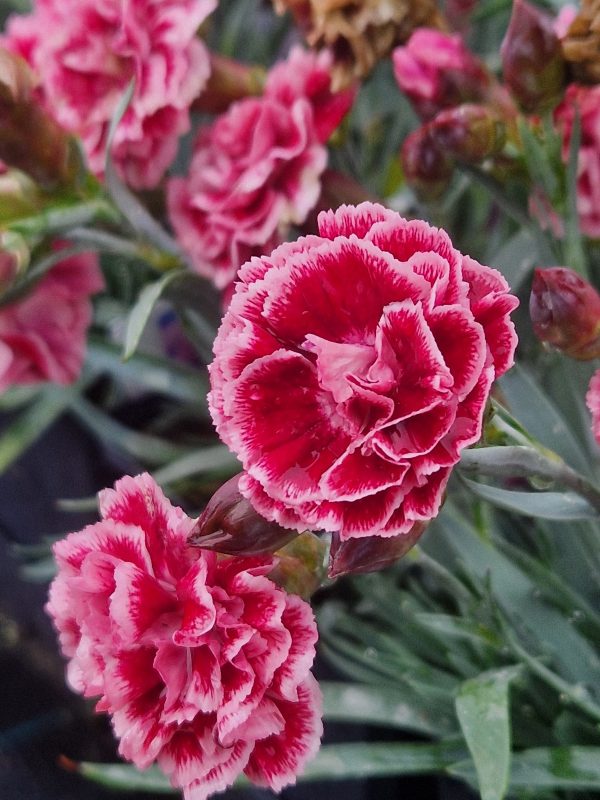 Dianthus Scent First 'Sugar Plum' | Proctors Nursery