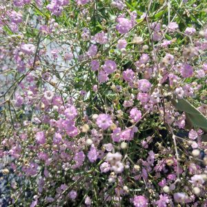Gypsophila 'Rosenschleier'