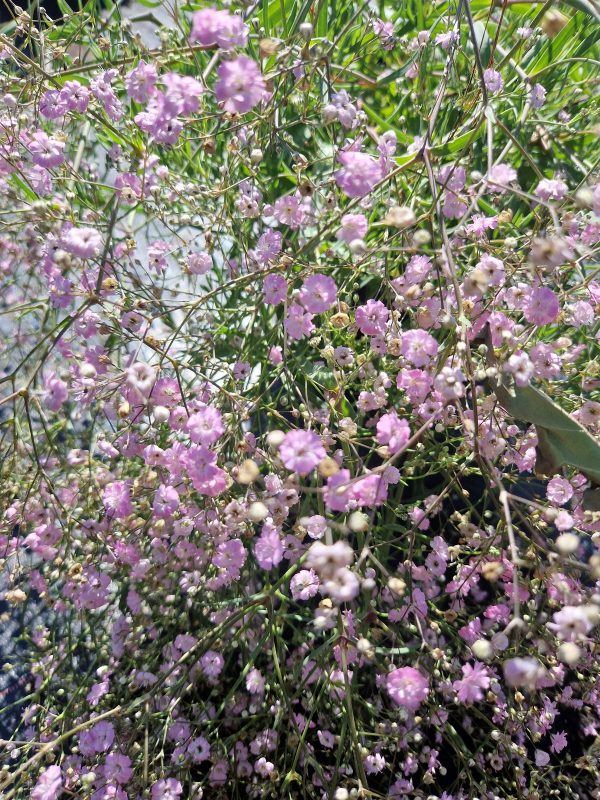 Gypsophila 'Rosenschleier' Gypsophila 'Rosenschleier'