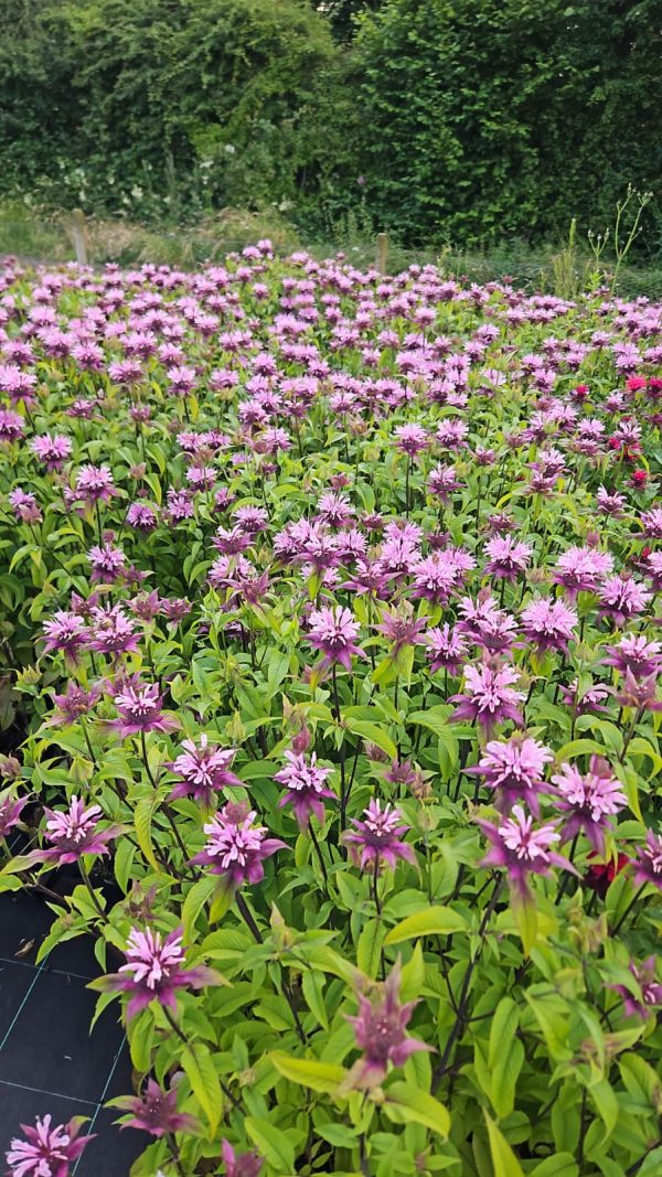 Monarda 'Beauty of Cobham' Monarda 'Beauty of Cobham'