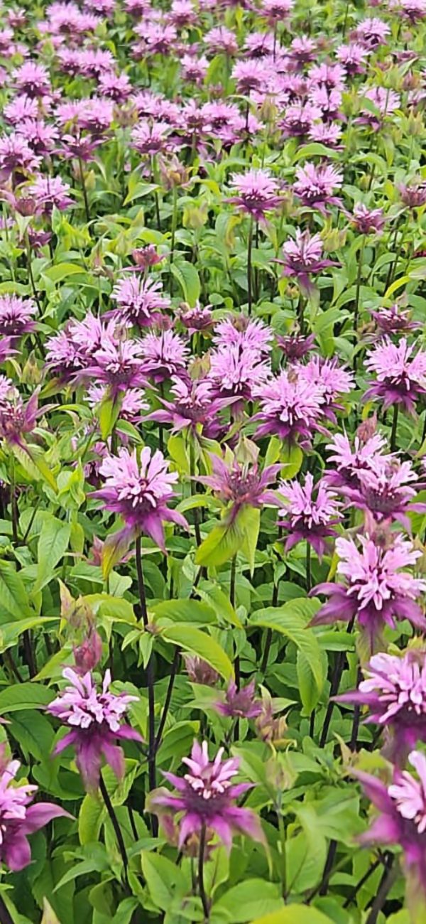Monarda 'Beauty of Cobham'2 Monarda 'Beauty of Cobham'