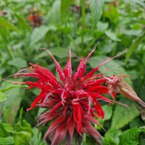 Monarda 'Cambridge Scarlet'