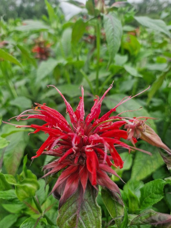 Monarda Cambridge scarlet Monarda 'Cambridge Scarlet'