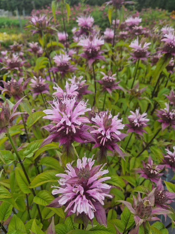 Monarda beauty of cobham 2