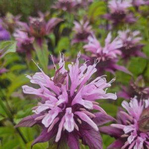 Monarda 'Beauty of Cobham'