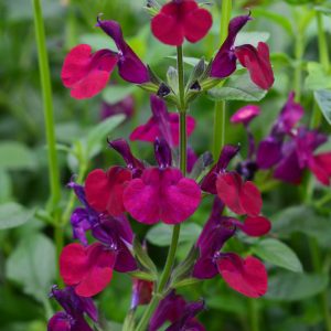 Buy Salvia Plants Online | Online Shop | Proctors Nursery