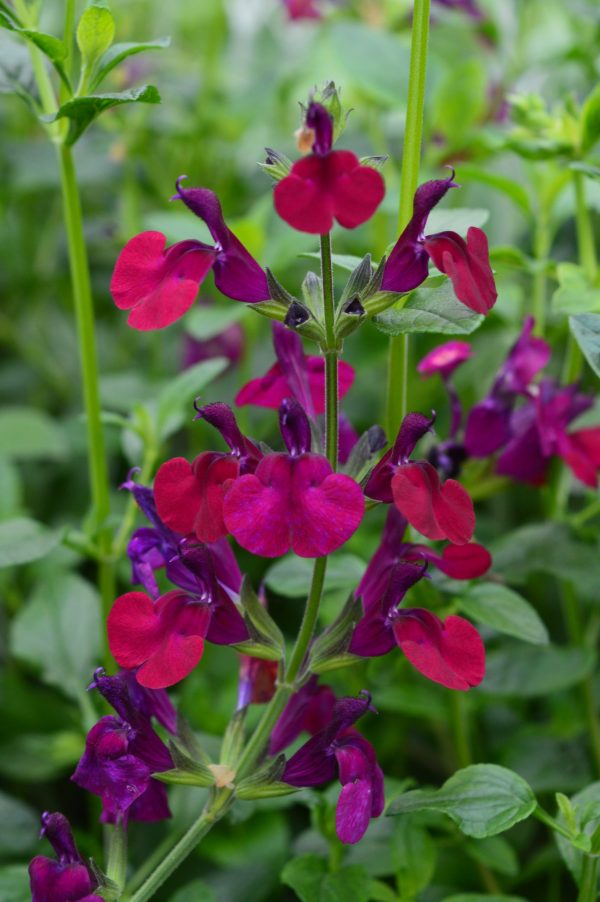 Salvia Dysons Maroon Salvia 'Dysons Maroon'