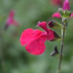 Buy Salvia Plants Online | Online Shop | Proctors Nursery