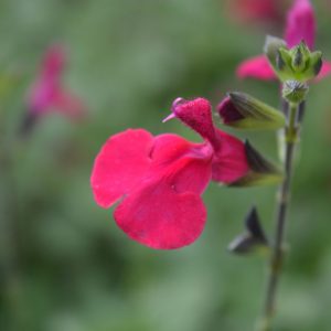 Salvia 'Jemima's Gem'