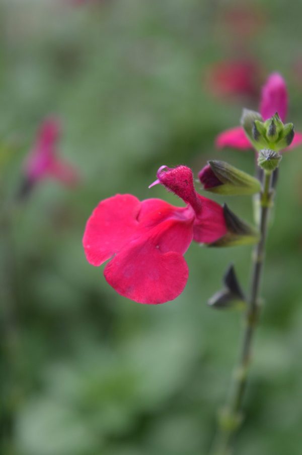 Salvia Jemimas Gem Flower Salvia 'Jemima's Gem'